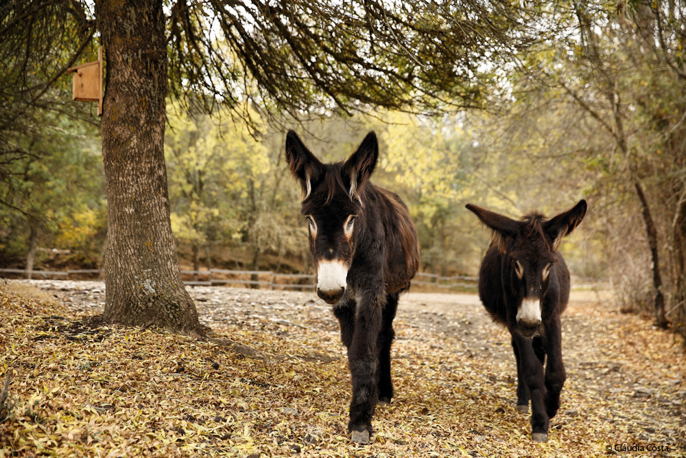 Burros
